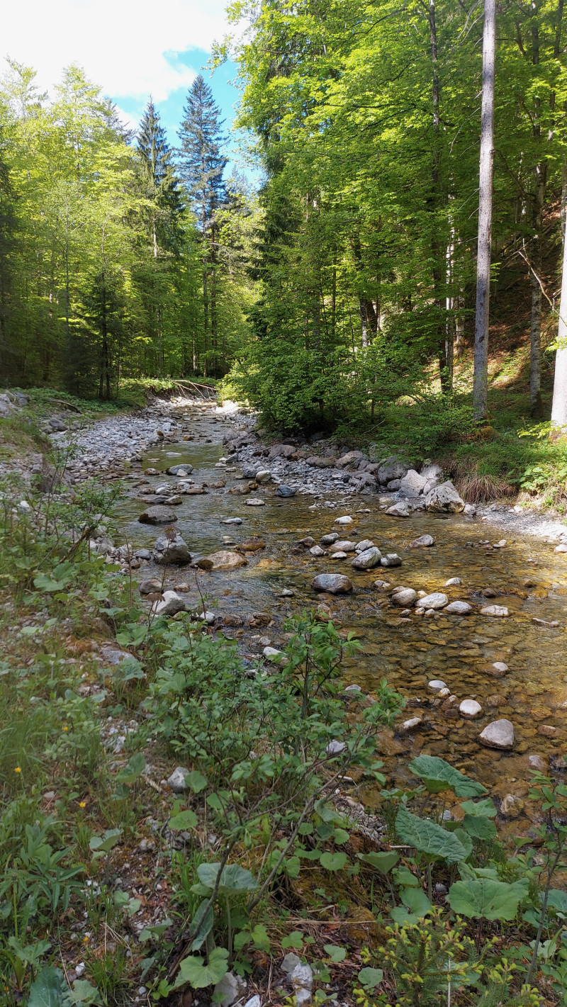 Scary forest road at night illuminated by break lights
